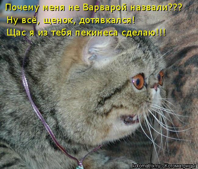 Ну всё, щенок, дотявкался! Щас я из тебя пекинеса сделаю!!! Почему меня не Варварой назвали???... Котоматрица: Ну всё, щенок, дотявкался! Щас я из тебя пекинеса сделаю!!! Почему меня не Варварой назвали???