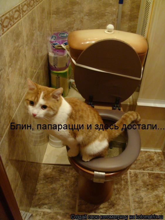Котоматрица: Блин, папарацци и здесь достали...