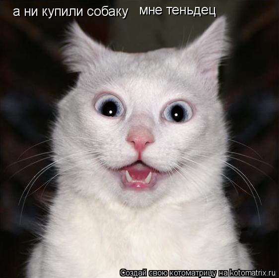 Котоматрица: а ни купили собаку мне теньдец
