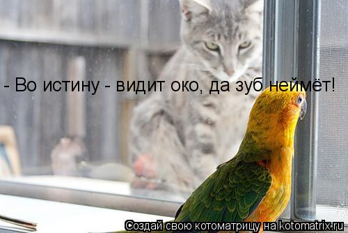 Котоматрица: - Во истину - видит око, да зуб неймёт!