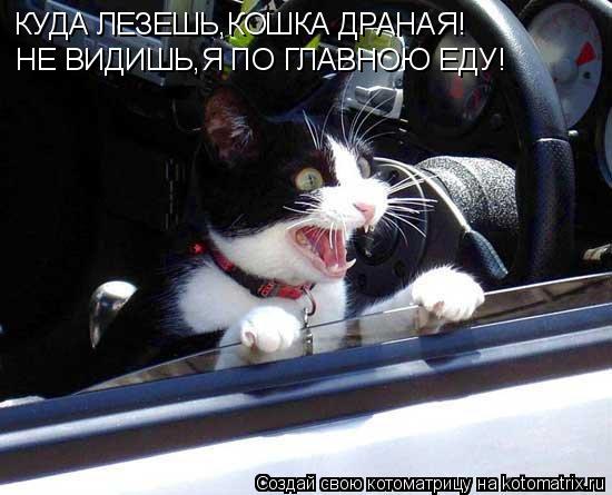 Котоматрица: КУДА ЛЕЗЕШЬ,КОШКА ДРАНАЯ! НЕ ВИДИШЬ,Я ПО ГЛАВНОЮ ЕДУ!