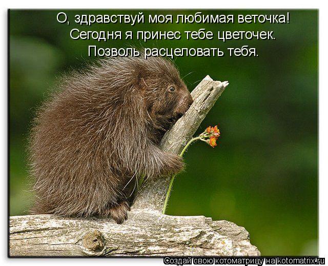 Котоматрица: О, здравствуй моя любимая веточка! Сегодня я принес тебе цветочек. Позволь расцеловать тебя.