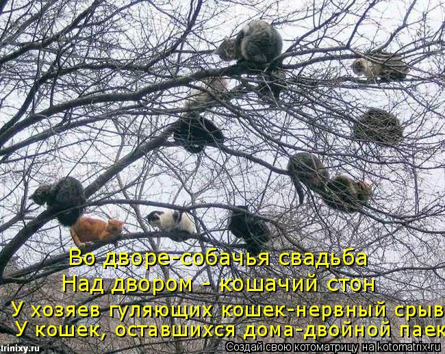 Котоматрица: Во дворе-собачья свадьба Над двором - кошачий стон У хозяев гуляющих кошек-нервный срыв  У кошек, оставшихся дома-двойной паек