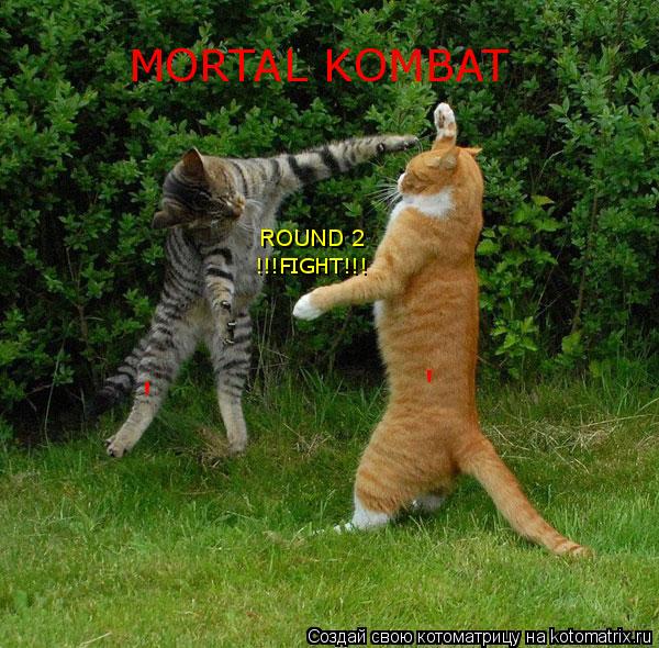 MORTAL KOMBAT !!!FIGHT!!! ROUND 2... Котоматрица: MORTAL KOMBAT !!!FIGHT!!! ROUND 2