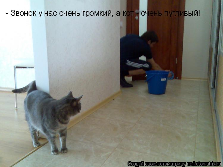 Котоматрица: - Звонок у нас очень громкий, а кот - очень пугливый!