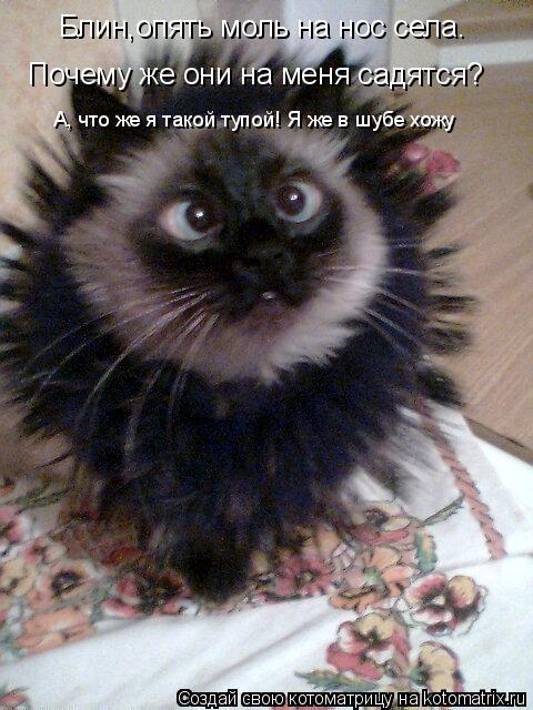 Котоматрица: Блин,опять моль на нос села. Почему же они на меня садятся? А, что же я такой тупой! Я же в шубе хожу