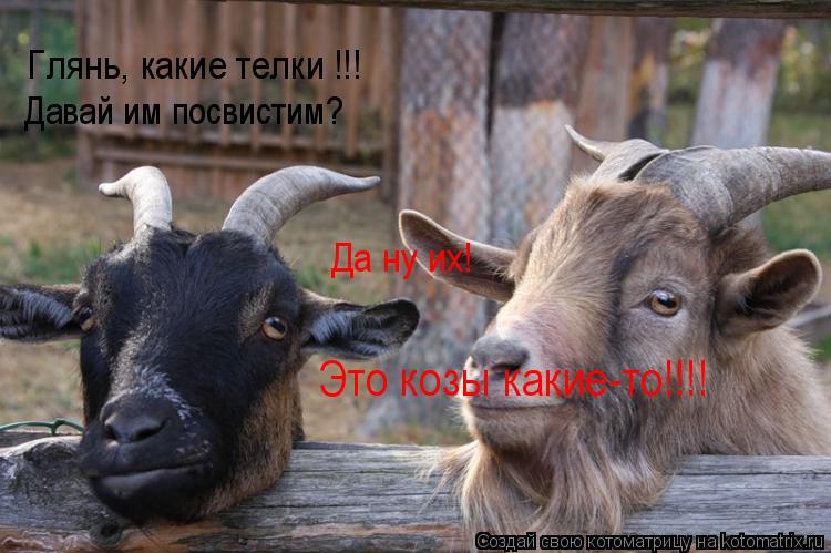 Глянь, какие телки !!! Давай им посвистим? Да ну их! Это козы какие-то!!!!... Котоматрица: Глянь, какие телки !!! Давай им посвистим? Да ну их! Это козы какие-то!!!!