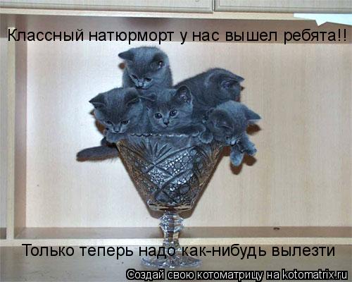 Классный натюрморт у нас вышел ребята!! Только теперь надо как-нибудь вылезти... Котоматрица: Классный натюрморт у нас вышел ребята!! Только теперь надо как-нибудь вылезти