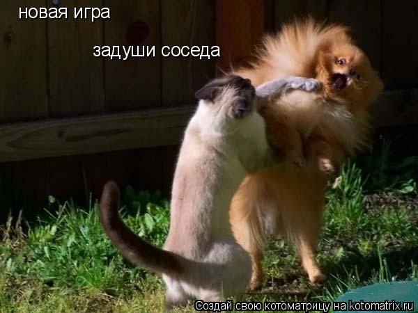 новая игра задуши соседа... Котоматрица: новая игра задуши соседа