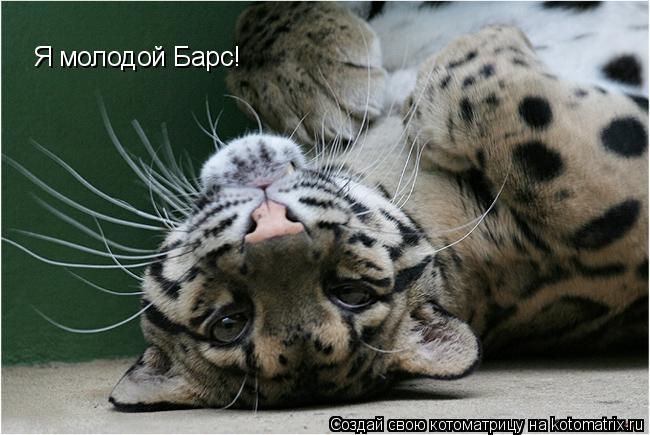 Я молодой Барс!... Котоматрица: Я молодой Барс!