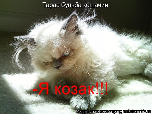 Тарас бульба кошачий -Я козак!!!... Котоматрица: Тарас бульба кошачий -Я козак!!!