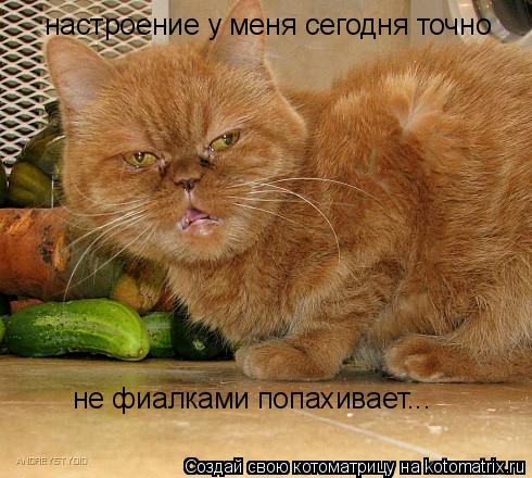 настроение у меня сегодня точно не фиалками попахивает...... Котоматрица: настроение у меня сегодня точно не фиалками попахивает...
