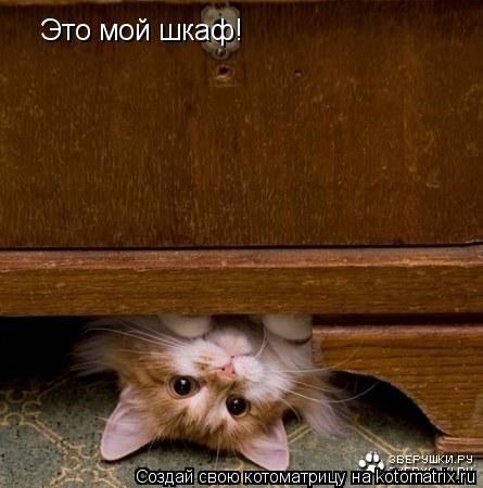 Это мой шкаф!... Котоматрица: Это мой шкаф!