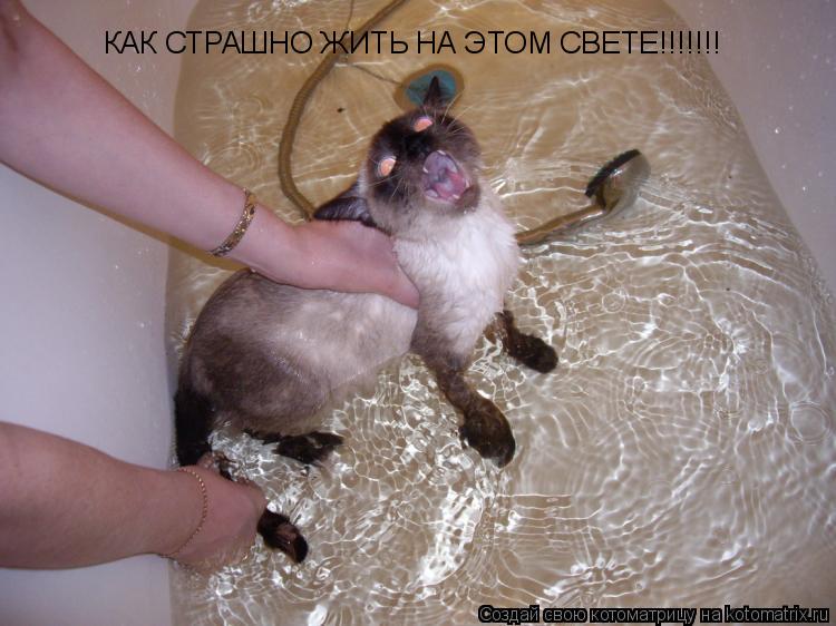 КАК СТРАШНО ЖИТЬ НА ЭТОМ СВЕТЕ!!!!!!!... Котоматрица: КАК СТРАШНО ЖИТЬ НА ЭТОМ СВЕТЕ!!!!!!!