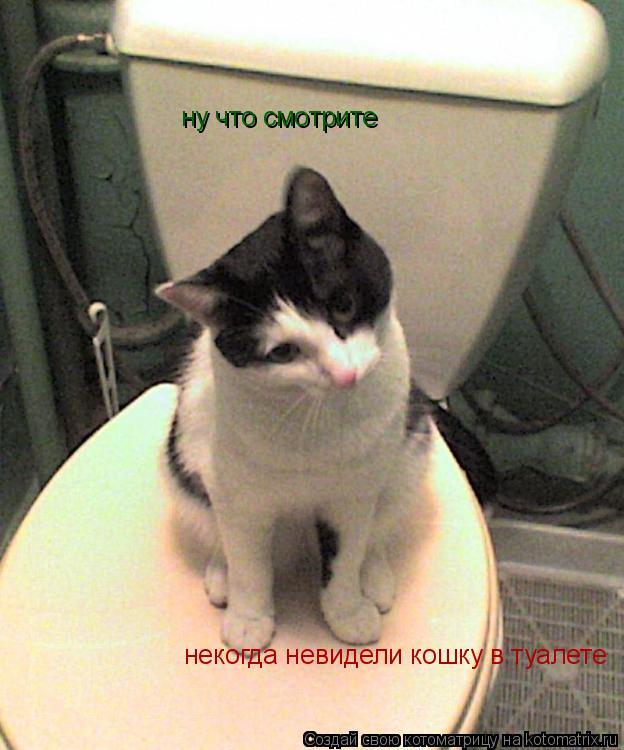 Котоматрица: ну что смотрите некогда невидели кошку в туалете