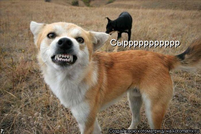 Сыррррррррррр... Котоматрица: Сыррррррррррр