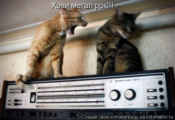 Хэви метал рок!!!... Котоматрица: Хэви метал рок!!!