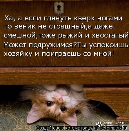 Ха, а если глянуть кверх ногами то веник не страшный,а даже смешной,тоже рыжий и хвостатый Может под... Котоматрица: Ха, а если глянуть кверх ногами то веник не страшный,а даже смешной,тоже рыжий и хвостатый Может подружимся?Ты успокоишь хозяйку и поиграеш