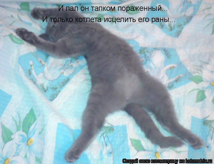 И пал он тапком пораженный... И только котлета исцелить его раны...... Котоматрица: И пал он тапком пораженный... И только котлета исцелить его раны...