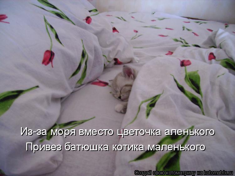 Котоматрица: Из-за моря вместо цветочка аленького  Привез батюшка котика маленького
