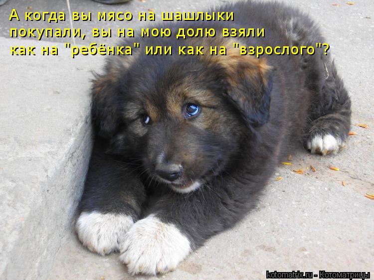 А когда вы мясо на шашлыки покупали, вы на мою долю взяли как на "ребёнка" или как на "взрослого"?... Котоматрица: А когда вы мясо на шашлыки покупали, вы на мою долю взяли как на "ребёнка" или как на "взрослого"?