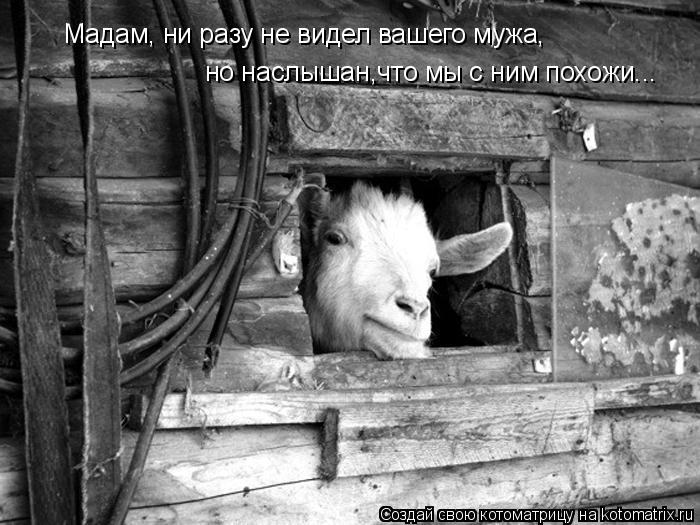 Котоматрица: Мадам, ни разу не видел вашего мужа, но наслышан,что мы с ним похожи...