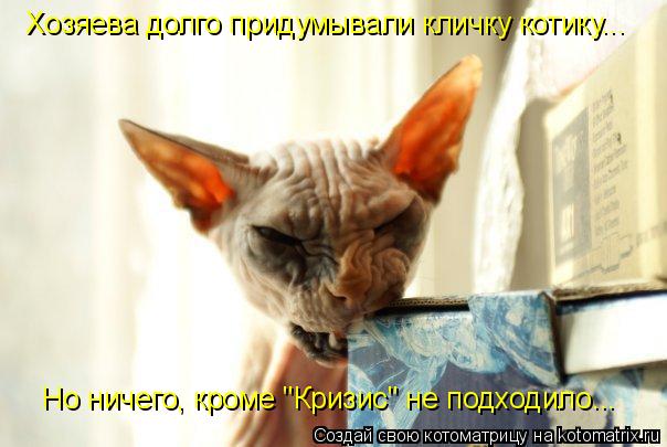 Котоматрица: Хозяева долго придумывали кличку котику... Но ничего, кроме "Кризис" не подходило...