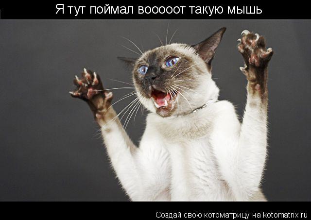 Котоматрица: Я тут поймал вооооот такую мышь
