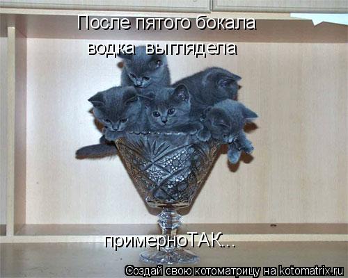 Котоматрица: После пятого бокала  водка  выглядела примерноТАК...