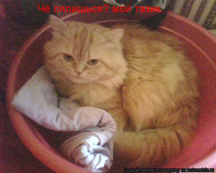 Котоматрица: Чё пялишься? мой тазик....