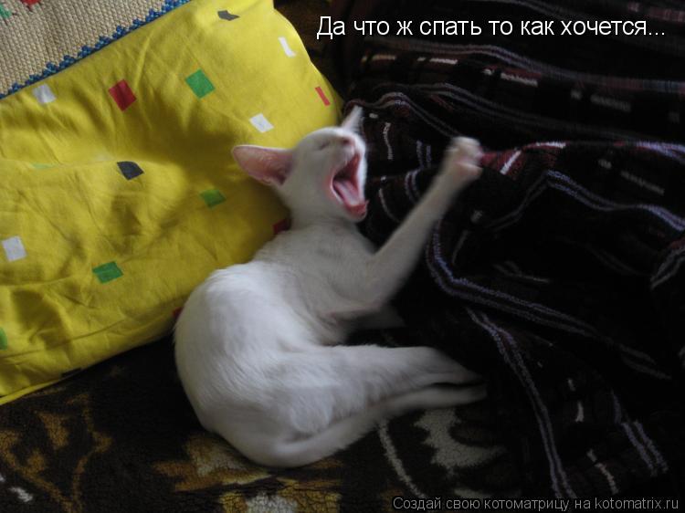 Котоматрица: Да что ж спать то как хочется...
