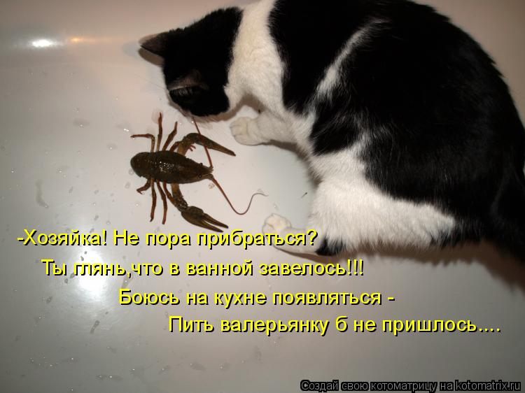 -Хозяйка! Не пора прибраться? Ты глянь,что в ванной завелось!!! Боюсь на кухне появляться - Пить вале... Котоматрица: -Хозяйка! Не пора прибраться? Ты глянь,что в ванной завелось!!! Боюсь на кухне появляться - Пить валерьянку б не пришлось....