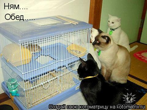 Котоматрица: Ням.... Обед.....