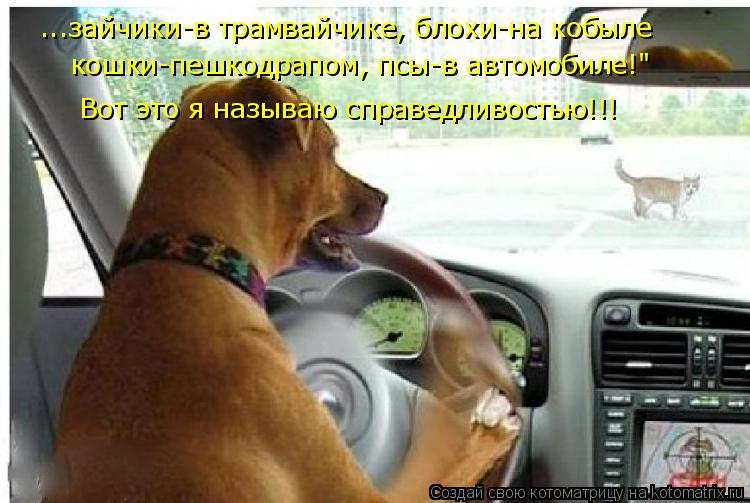 ...зайчики-в трамвайчике, блохи-на кобыле кошки-пешкодрапом, псы-в автомобиле!" Вот это я называю спр... Котоматрица: ...зайчики-в трамвайчике, блохи-на кобыле кошки-пешкодрапом, псы-в автомобиле!" Вот это я называю справедливостью!!!