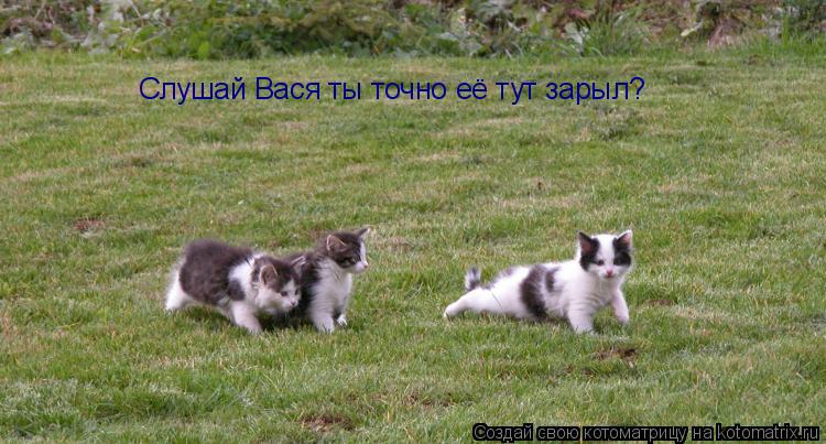 Слушай Вася ты точно её тут зарыл?... Котоматрица: Слушай Вася ты точно её тут зарыл?