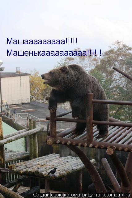 Машааааааааа!!!!! Машенькаааааааааа!!!!!!... Котоматрица: Машааааааааа!!!!! Машенькаааааааааа!!!!!!