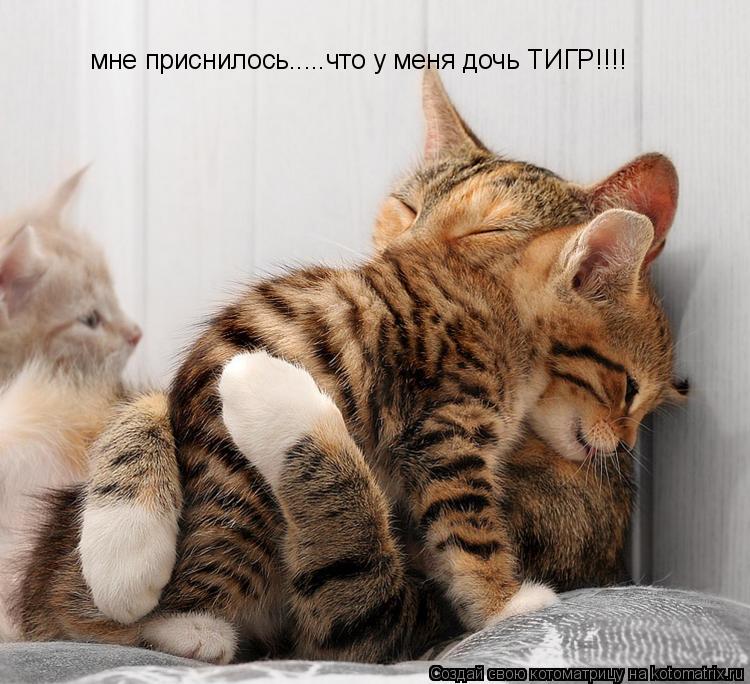 мне приснилось.....что у меня дочь ТИГР!!!!... Котоматрица: мне приснилось.....что у меня дочь ТИГР!!!!