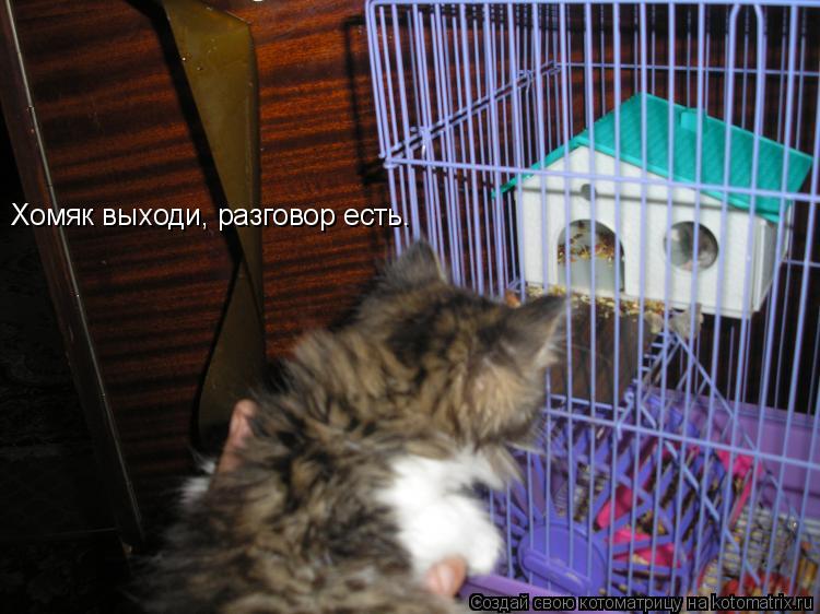 Хомяк выходи, разговор есть.... Котоматрица: Хомяк выходи, разговор есть.