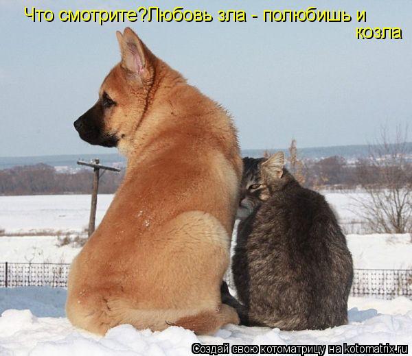 Что смотрите?Любовь зла - полюбишь и козла... Котоматрица: Что смотрите?Любовь зла - полюбишь и козла