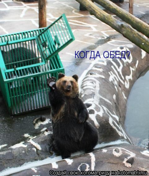 Котоматрица: КОГДА ОБЕД?