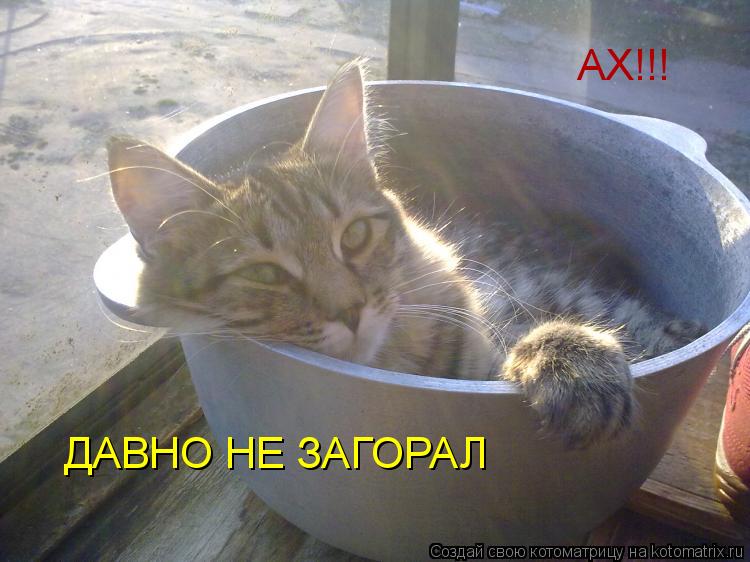Котоматрица: АХ!!! ДАВНО НЕ ЗАГОРАЛ
