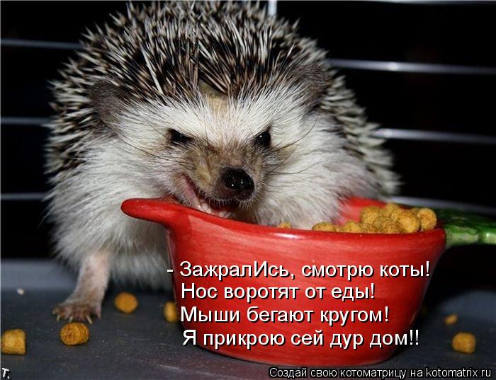 - ЗажралИсь, смотрю коты! Нос воротят от еды! Мыши бегают кругом! Я прикрою сей дур дом!!... Котоматрица: - ЗажралИсь, смотрю коты! Нос воротят от еды! Мыши бегают кругом! Я прикрою сей дур дом!!