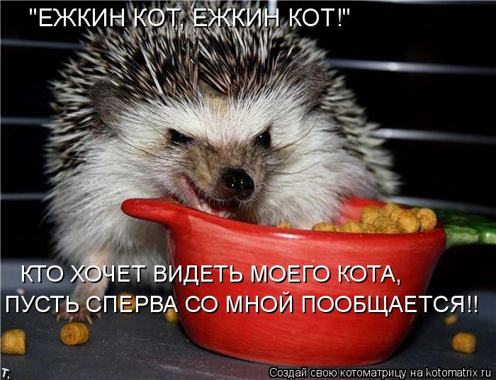 Котоматрица: КТО ХОЧЕТ ВИДЕТЬ МОЕГО КОТА, ПУСТЬ СПЕРВА СО МНОЙ ПООБЩАЕТСЯ!! "ЕЖКИН КОТ, ЕЖКИН КОТ!"