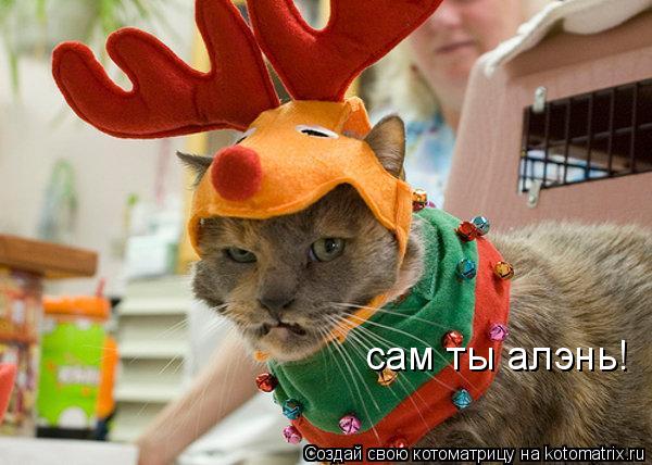 Котоматрица: сам ты алэнь!