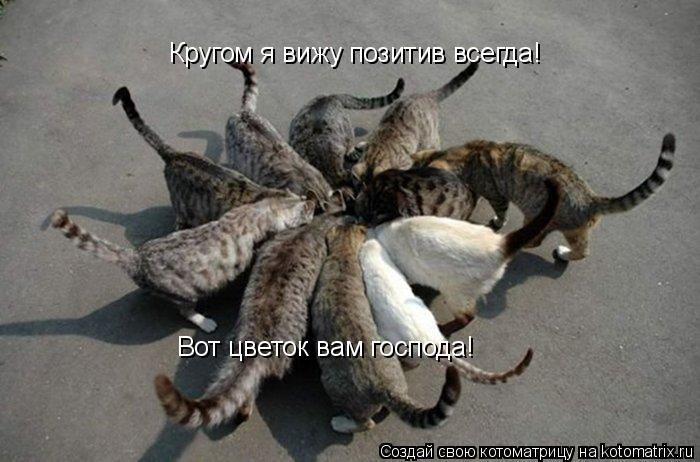 Котоматрица: Кругом я вижу позитив всегда! Вот цветок вам господа!