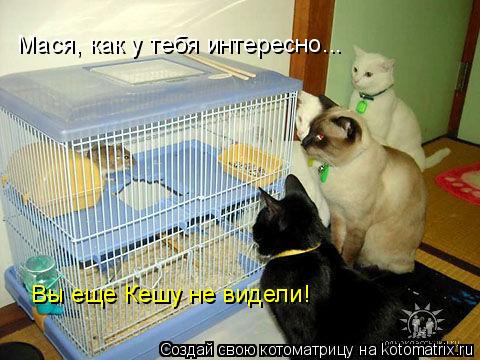 Котоматрица: Мася, как у тебя интересно... Вы еще Кешу не видели!