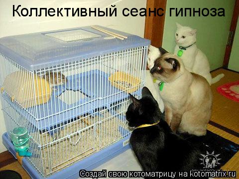 Коллективный сеанс гипноза... Котоматрица: Коллективный сеанс гипноза