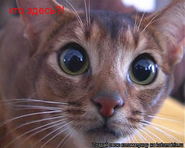 кто здесь?!... Котоматрица: кто здесь?!