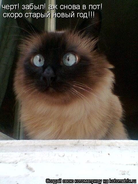 черт! забыл! аж снова в пот! скоро старый новый год!!!... Котоматрица: черт! забыл! аж снова в пот! скоро старый новый год!!!