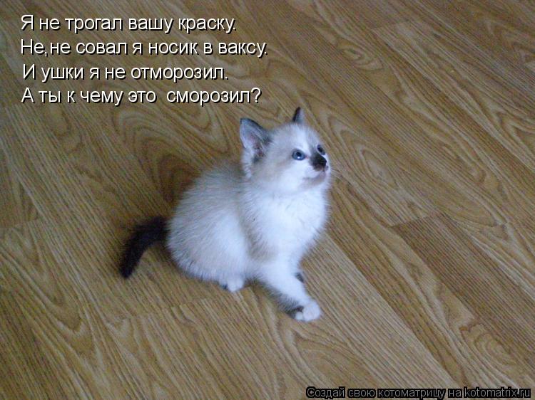Котоматрица: Я не трогал вашу краску. Не,не совал я носик в ваксу. И ушки я не отморозил. А ты к чему это  сморозил?
